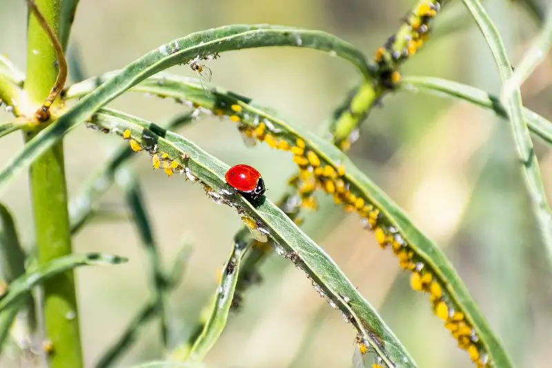 Lady bug sitting on a narrowleaf 