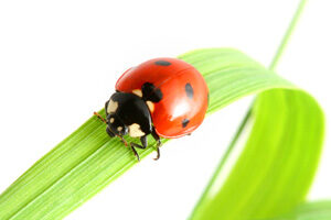 ladybug_habitat-1205520