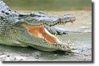 largest_alligator2-4965239