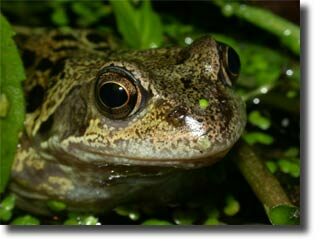 Largest Frog - Interesting Animals