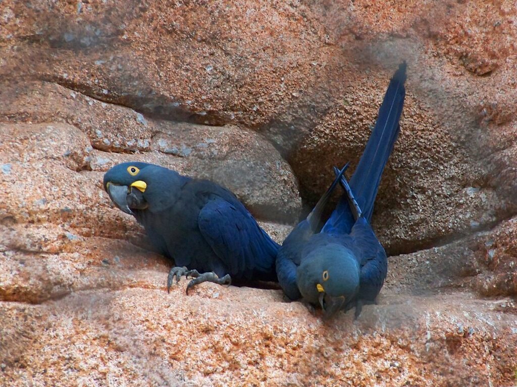 Top 10 Birdwatching Travel Destinations for Wildlife Enthusiasts 12 Two Lear's Macaws at Rio de Janeiro Zoo, Brazil.