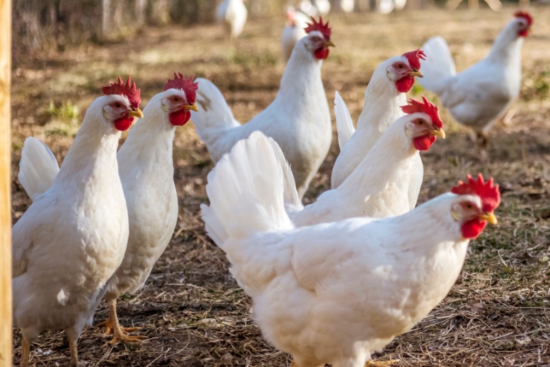 Many Leghorn chicken in a free range farming, watching with curiosity