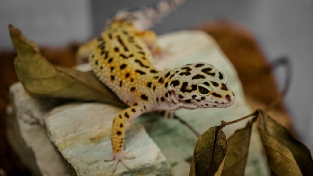 The leopard gecko, a popular and docile reptile, boasts a distinctive appearance with its vibrant spots and unique markings.