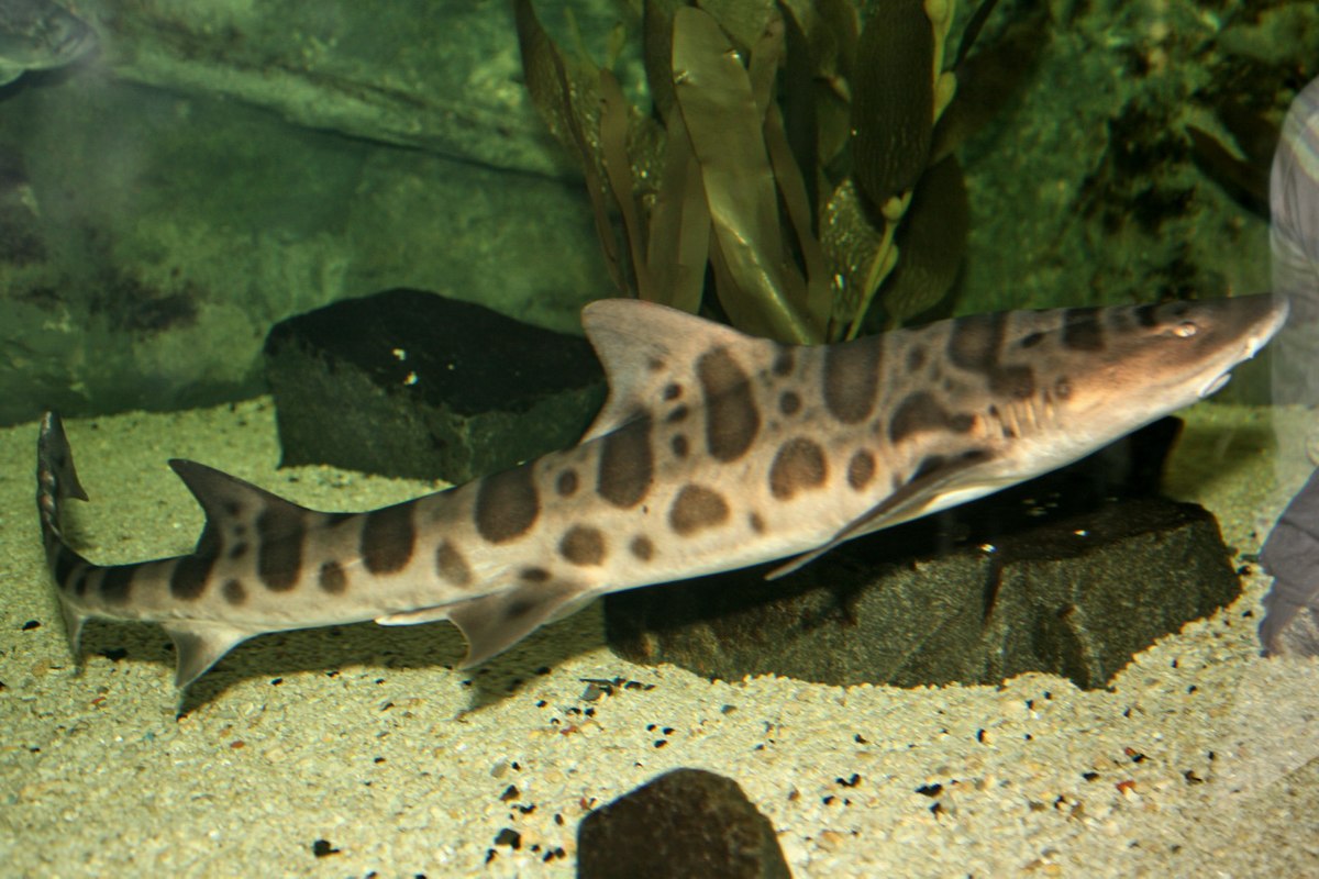 Small Leopard Shark
