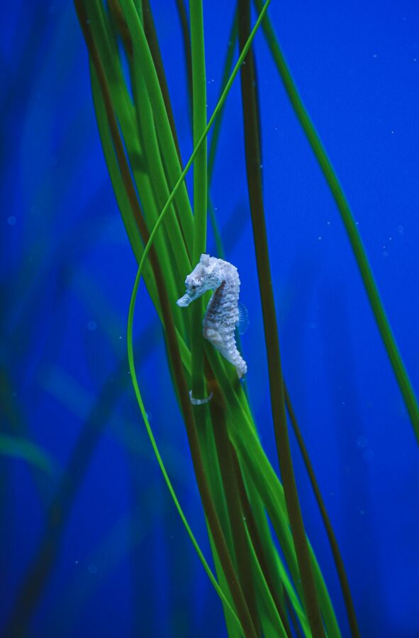 Lighting plays a crucial role in maintaining a healthy ecosystem for seahorses, providing adequate illumination for plant growth while avoiding excessive brightness, which can stress these delicate creatures.