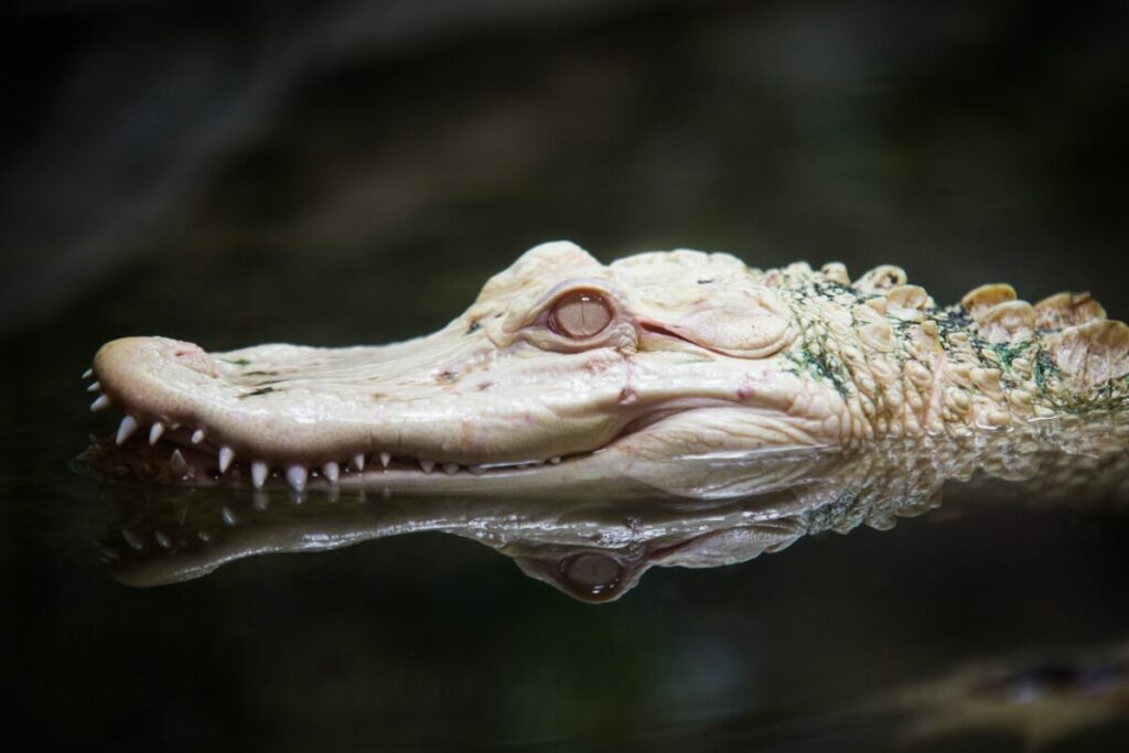 Explore the unique dynamics and considerations of cohabitating with a fully grown pet alligator, covering aspects such as space requirements, safety precautions, and maintaining a harmonious environment.