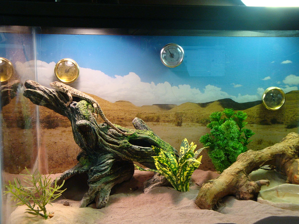 A lizard in a desert vivarium