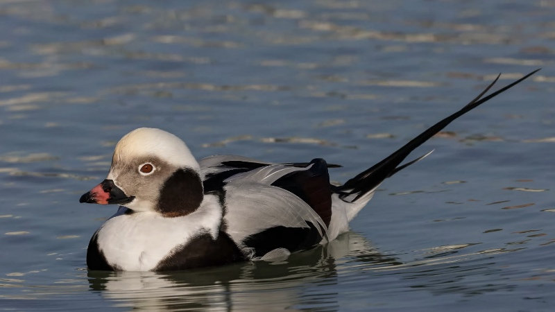 The long-tailed duck (Clangula hyemalis), commonly known in North America as oldsquaw, is a medium-sized sea duck 