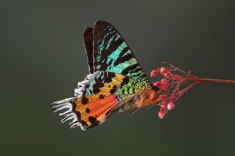 Madagascan Sunset Moth with impressive coloful and beautiful with iridescent parts of the wings