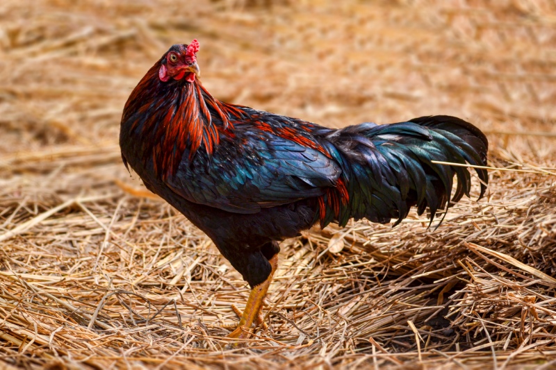 Full closeup of a Black Copper Maran Chicken, black copper marans, Hens, Chicken