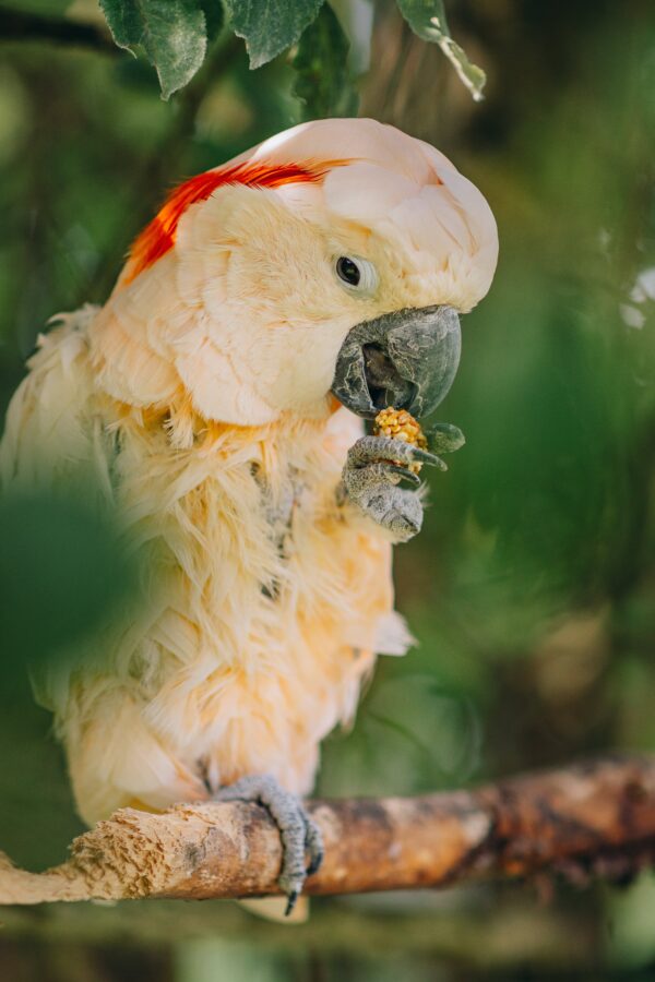 This heartwarming image showcases the bond between a Moluccan Cockatoo and its owner, illustrating why these birds make great companions.