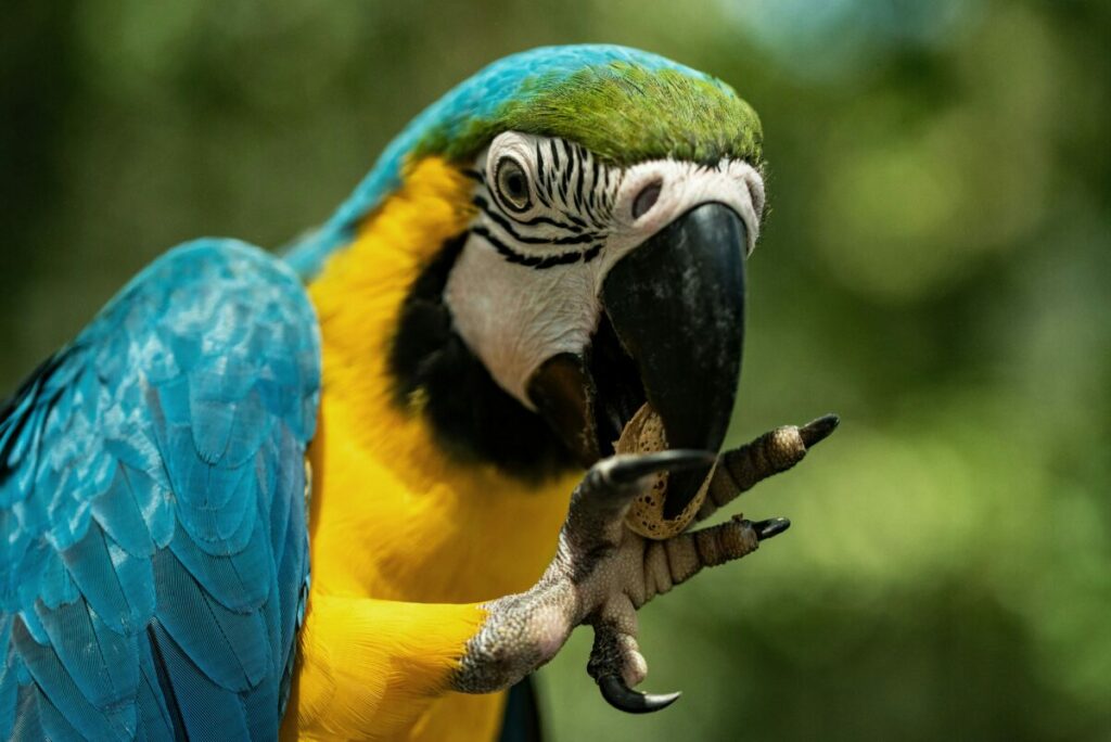 Ensure the long-term health and happiness of your parrot with a Monthly Deep-Cleaning routine.