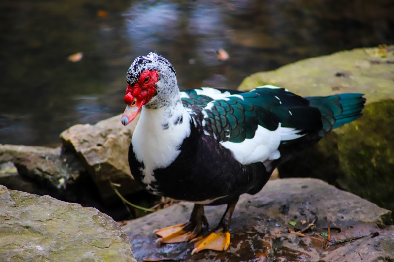 White, black and red Muscovy duck standing on the rocks in the water at The Duck Pond Park in Atlanta Georgia