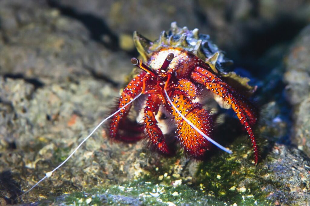 Gain insights into the natural living conditions of hermit crabs with a focus on their native habitat.