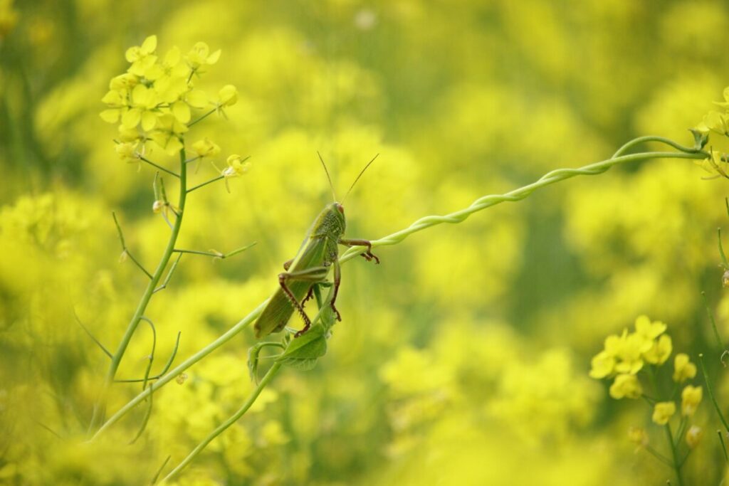An image showing a grasshopper in motion across an open field, with the title "Nomadic Nature" in bold letters.