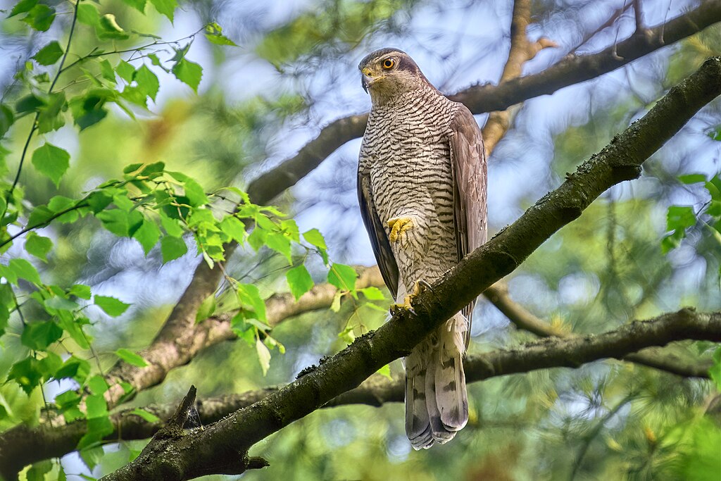 A powerful Northern Goshawk perched on a tree branch, showcasing its intense gaze and robust plumage in a forest setting.