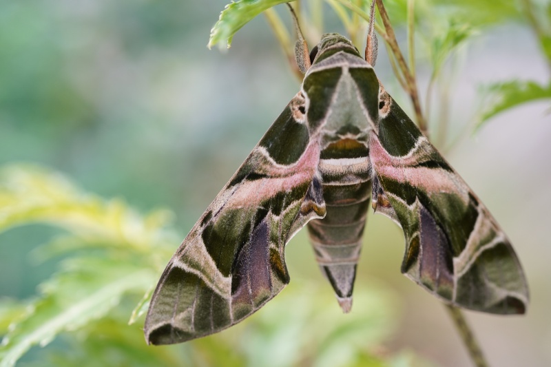 Types of Moths: A Comprehensive Guide to Their Varieties - Interesting ...