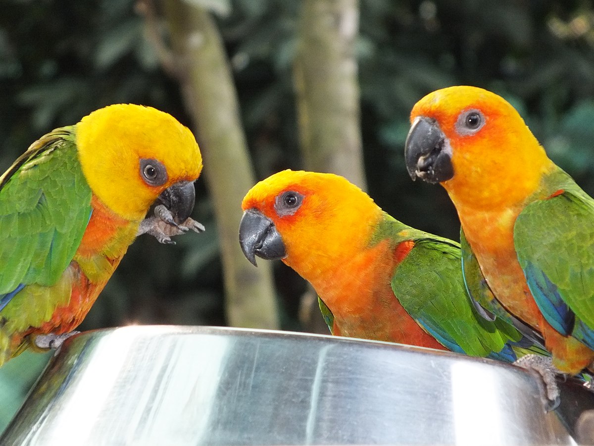 Orange-Headed Parrot
