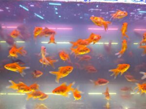 An image showcasing a variety of goldfish breeds swimming in an aquarium, displaying their unique colors and fin shapes.
