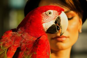 Establish a comprehensive parrot grooming regimen to ensure the well-being of your avian companion.