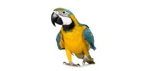 parrot_care-3357165