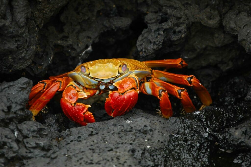 Delve into the intriguing world of peeler crabs as they undergo molting, a mesmerizing process where they shed their old exoskeleton to allow for growth