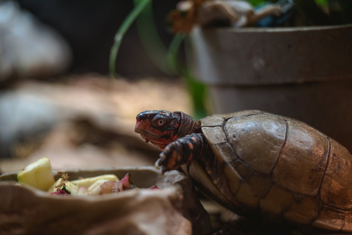 A pet tortoise
