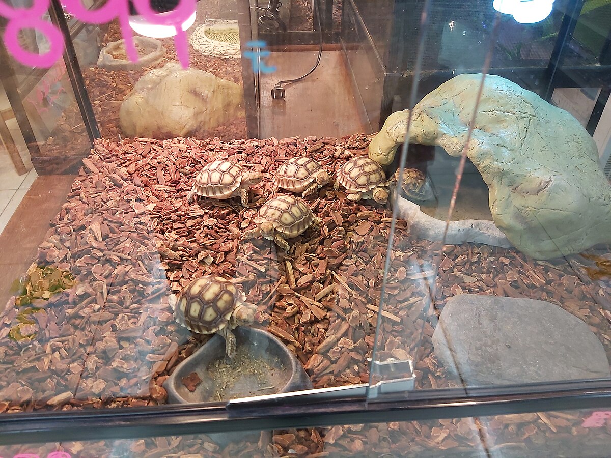 Pet tortoises in their enclosure
