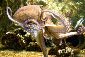pet_octopus-2641740