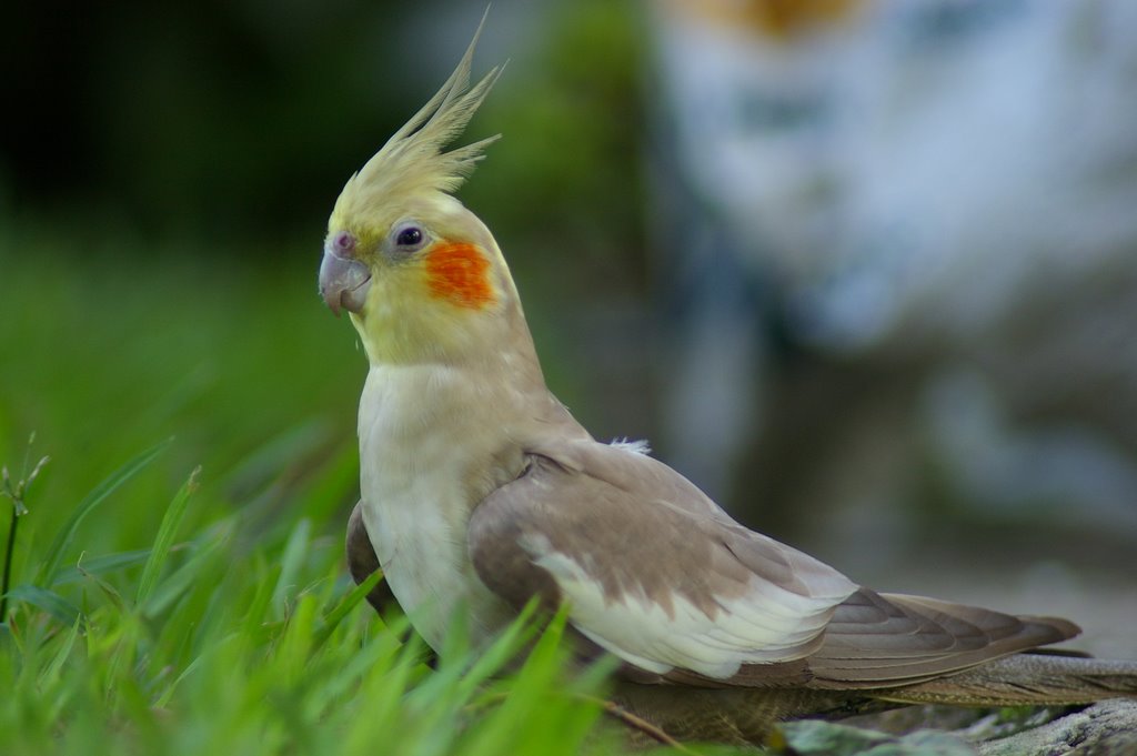 An image highlighting the physical features of cinnamon cockatiels, including their warm brown plumage, bright orange cheeks, and slender bodies.