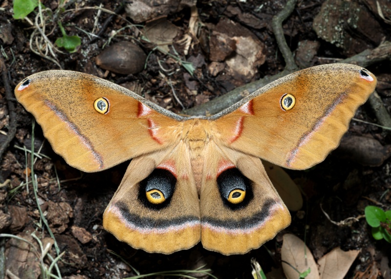 Antheraea Polyphemus moth or Giant Silk moth
