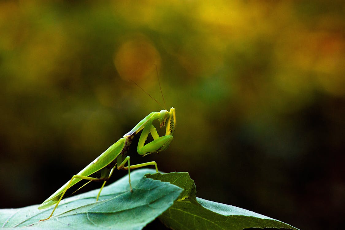 Praying Mantis feeding on a leaf