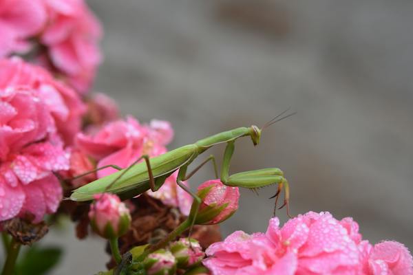 Praying Mantis on a flower