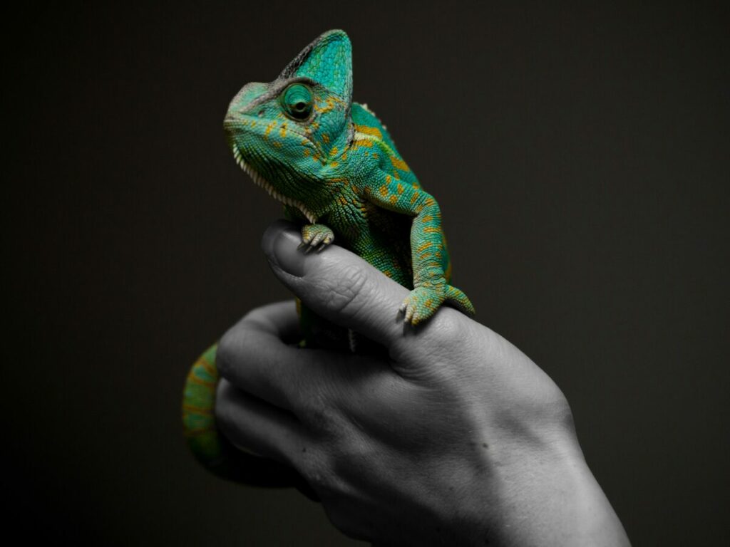 A photo of a Yemen chameleon in a well-equipped terrarium, with appropriate lighting, foliage, and humidity levels.