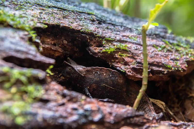 pygmy chameleon camouflaged in tree trunk 