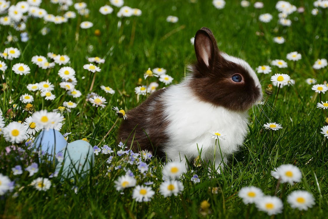 An active rabbit on a green grass