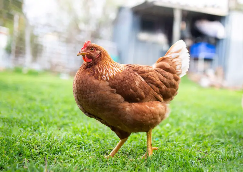 Red star chicken outdoors in green grass in Adelaide South Australia