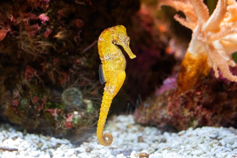 Slender seahorse in the rocky aquarium