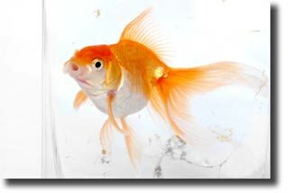 sick_goldfish2-2088933