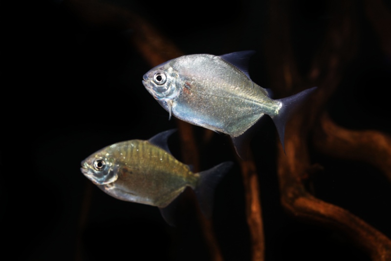 The Beauty and Care Guide for Silver Dollar Fish: Everything You Need to Know 2 Pair of silver dollar fish (Mylesinus paucisquamatus) from Amazon basins