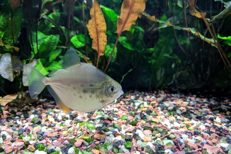 The Beauty and Care Guide for Silver Dollar Fish: Everything You Need to Know 1 Silver Dollar fish (Metynnis lippincottianus) swimming in freshwater tropical densely planted aquarium