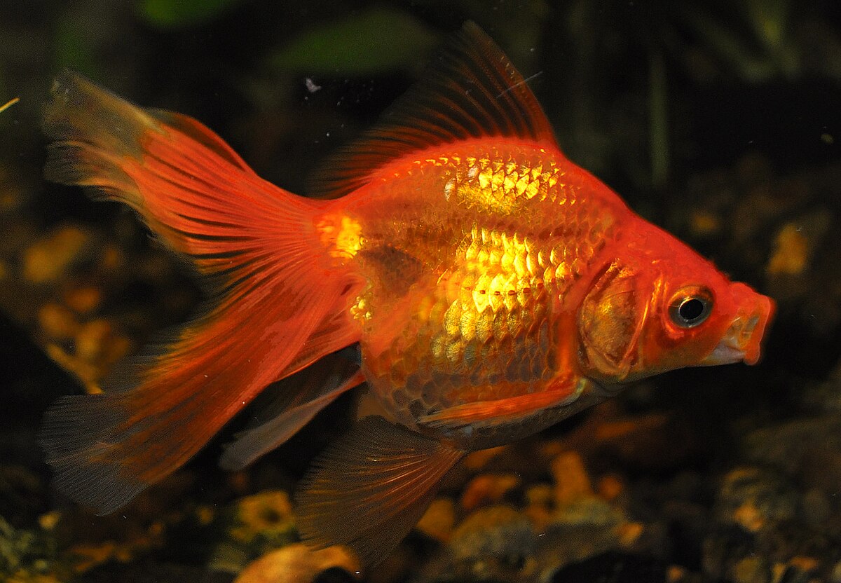 Single-Tailed Goldfish