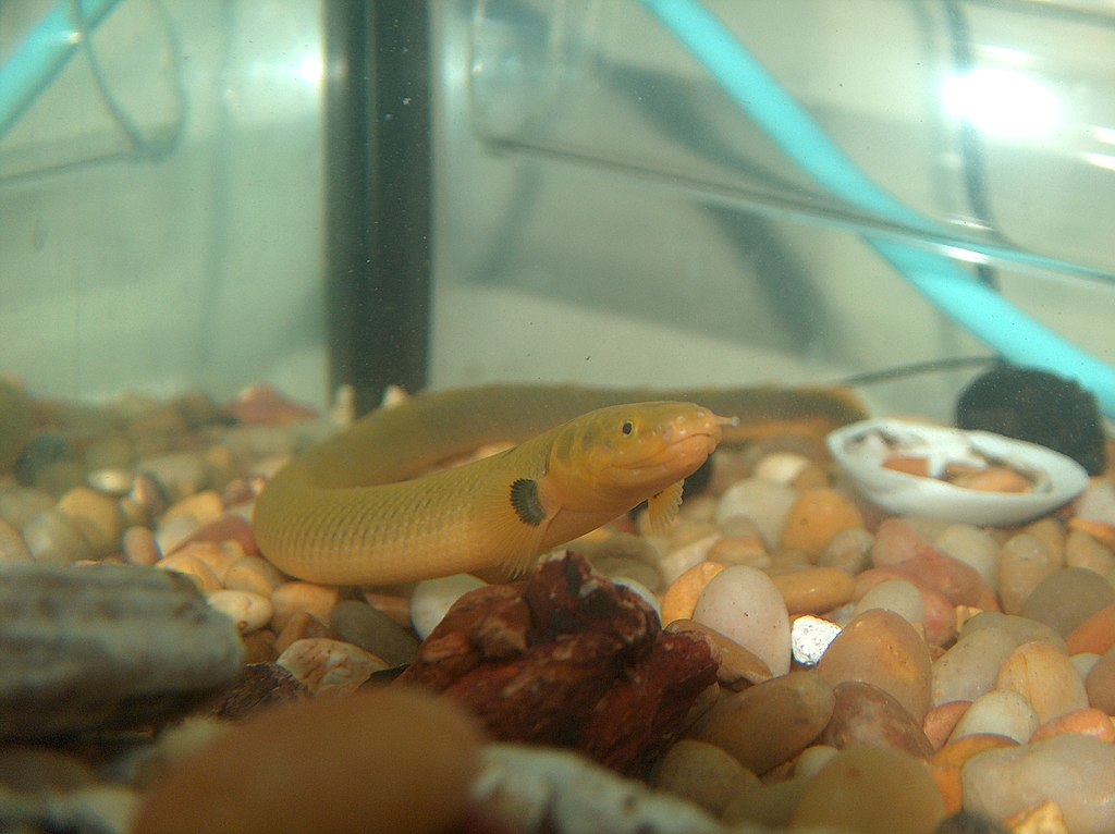 A rope fish swimming in a freshwater tank, displaying its elongated body and distinctive rope-like appearance.