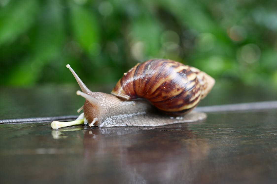 Close up shot of a snail