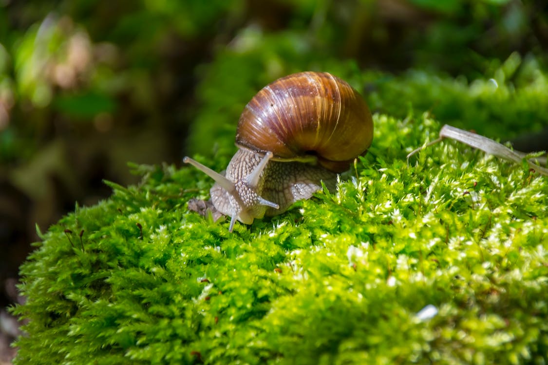 A snail feeding on a plant