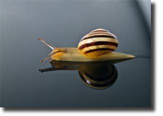 snail_habitat2-9433288