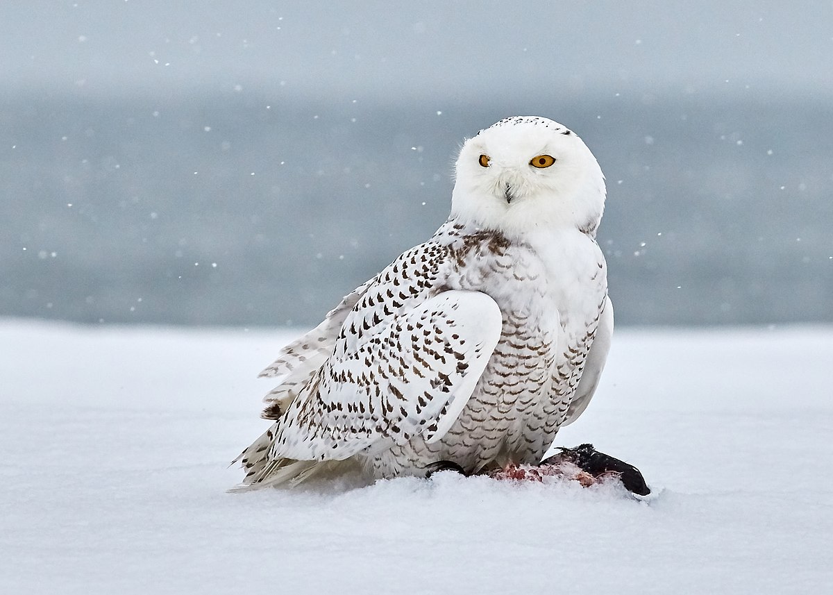 
A female wintering snowy owl, on a snow-covered beach in New Jersey