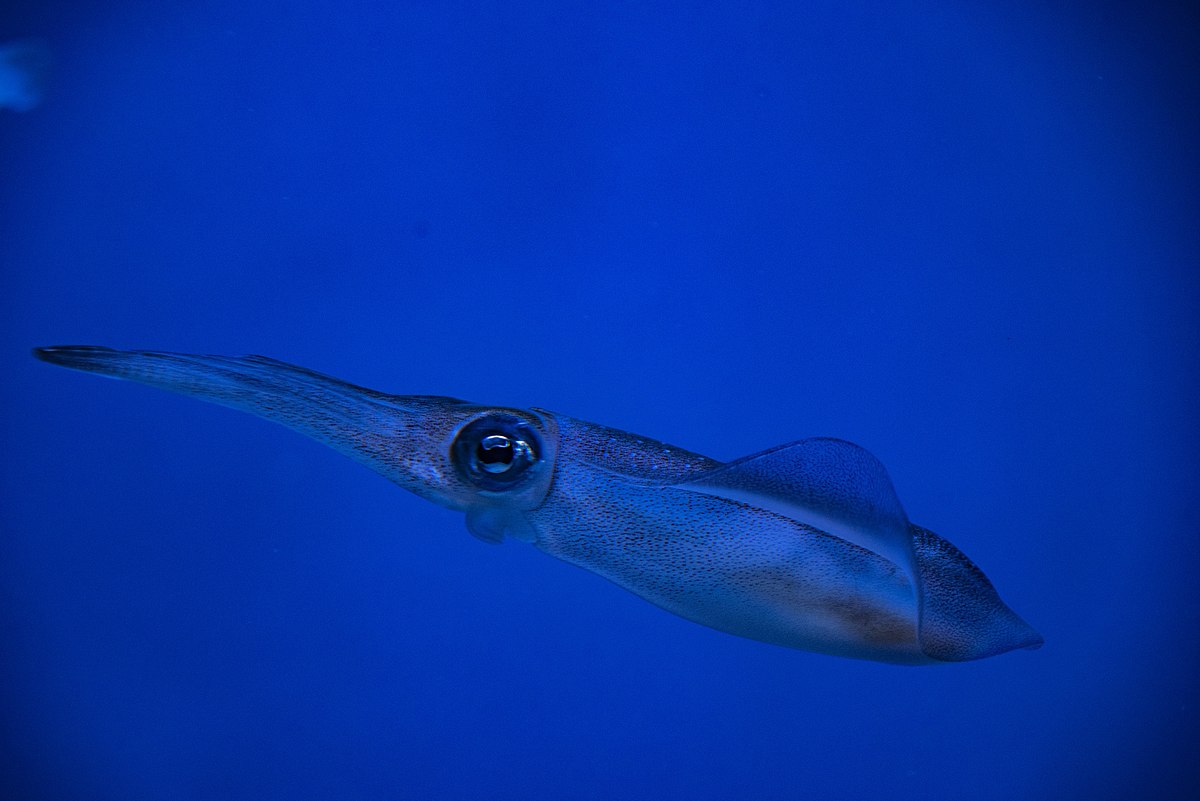  Firefly squid