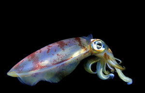 squid_reproduction-2500414