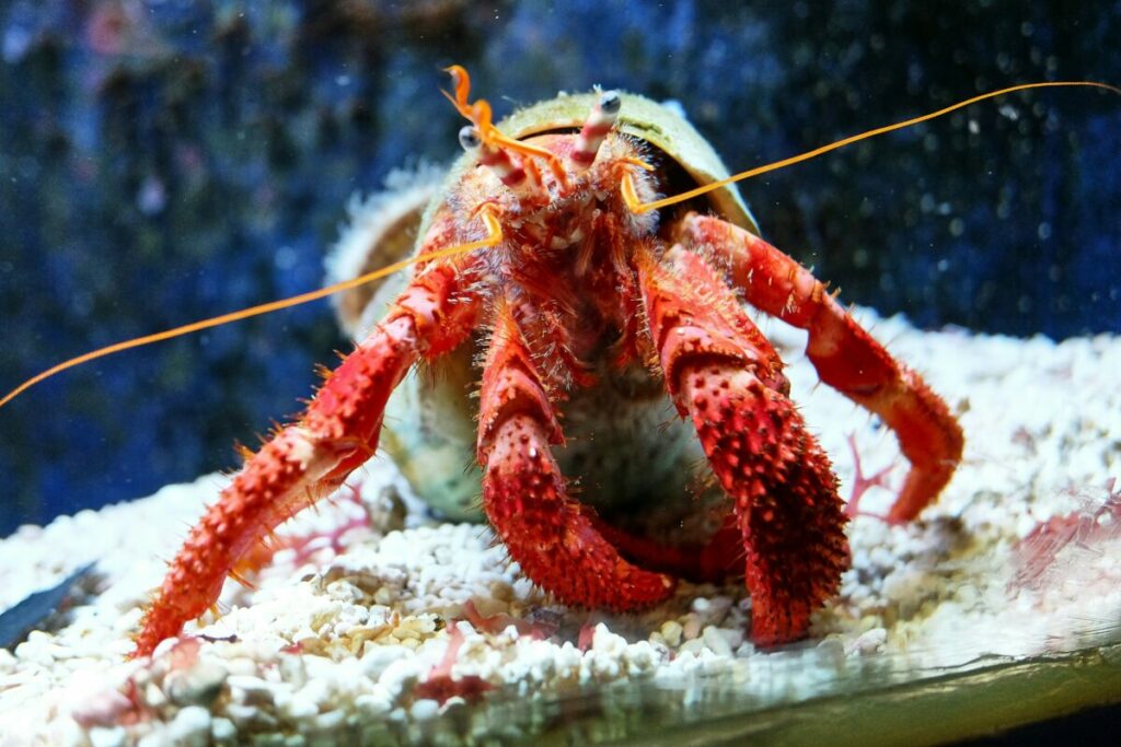 Begin your hermit crab journey with a foundational setup guide that covers the basics.